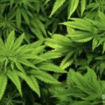 美国加州第三季度大麻税收达2.693亿美元 总累计接近55亿美元